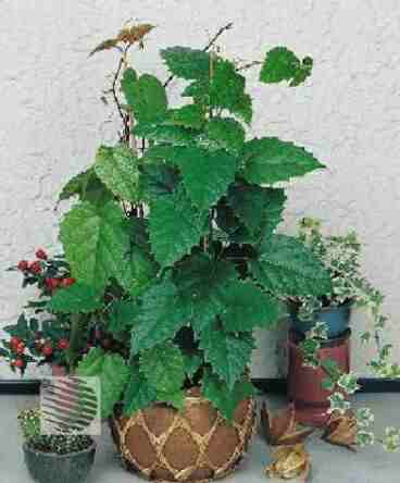 سیسوس (پیچ کانگرو)